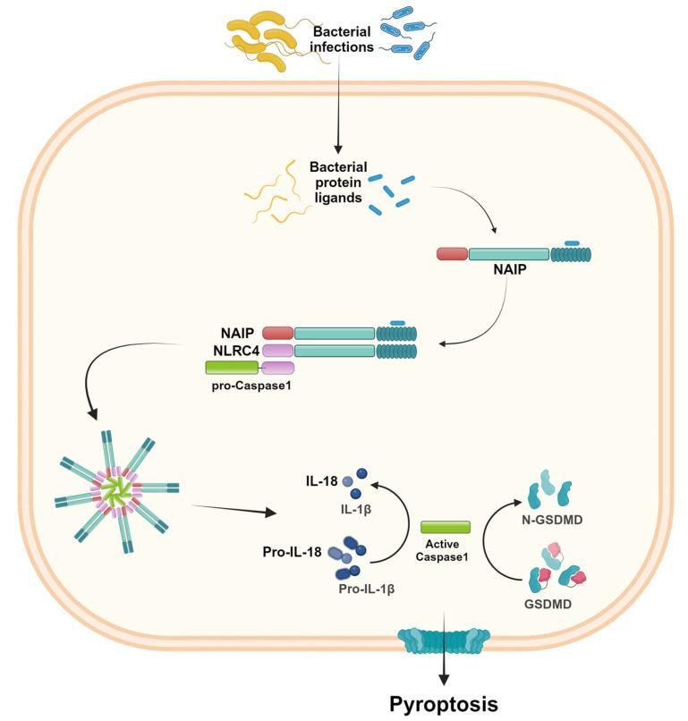 https://cdn.ncbi.nlm.nih.gov/pmc/blobs/4b59/11642578/3b0bac0befe5/ijms-25-13058-g004.jpg