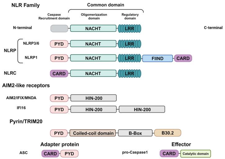 https://cdn.ncbi.nlm.nih.gov/pmc/blobs/4b59/11642578/a10b7c1a7165/ijms-25-13058-g001.jpg