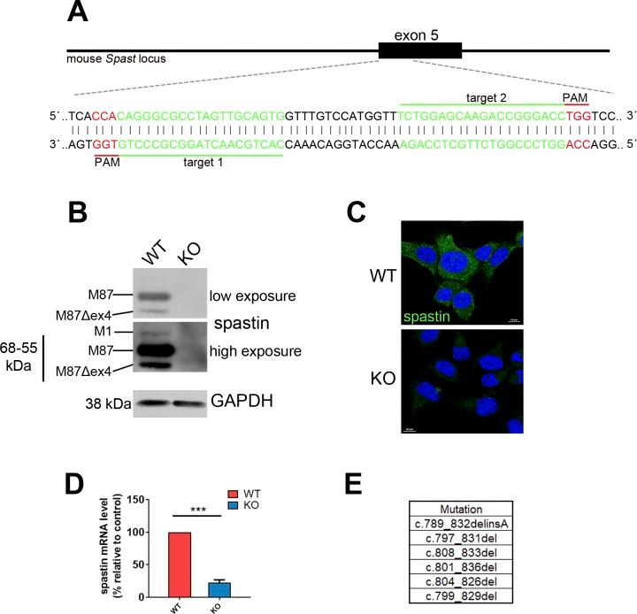 https://cdn.ncbi.nlm.nih.gov/pmc/blobs/4b5c/7184029/0f459b622bff/LSA-2020-00715_FigS1.jpg
