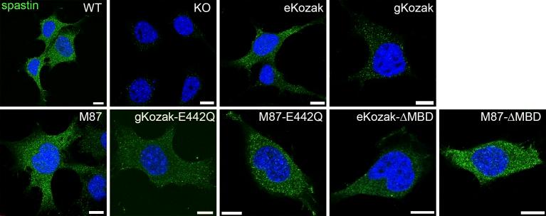 https://cdn.ncbi.nlm.nih.gov/pmc/blobs/4b5c/7184029/767c6dc2545f/LSA-2020-00715_FigS3.jpg
