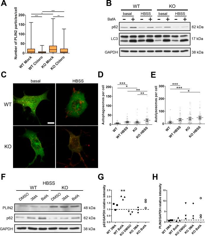 https://cdn.ncbi.nlm.nih.gov/pmc/blobs/4b5c/7184029/e7f48d9144fb/LSA-2020-00715_FigS4.jpg
