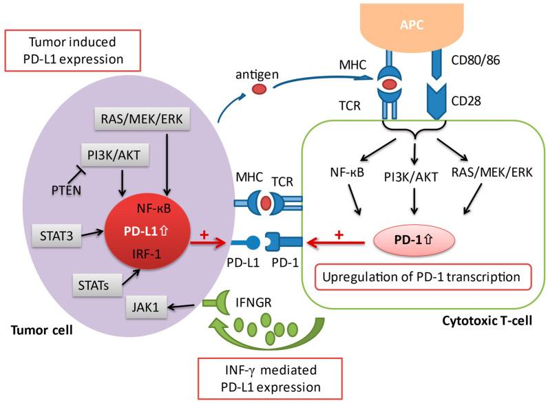 https://cdn.ncbi.nlm.nih.gov/pmc/blobs/4b60/8072916/070a9f73545e/cancers-13-01949-g002.jpg