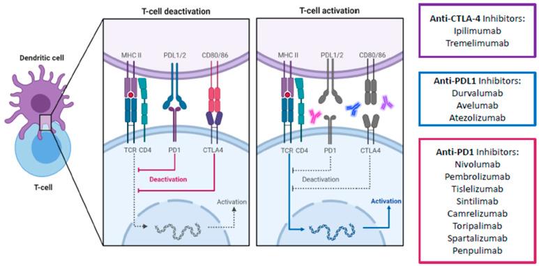 https://cdn.ncbi.nlm.nih.gov/pmc/blobs/4b60/8072916/911903a29472/cancers-13-01949-g003.jpg