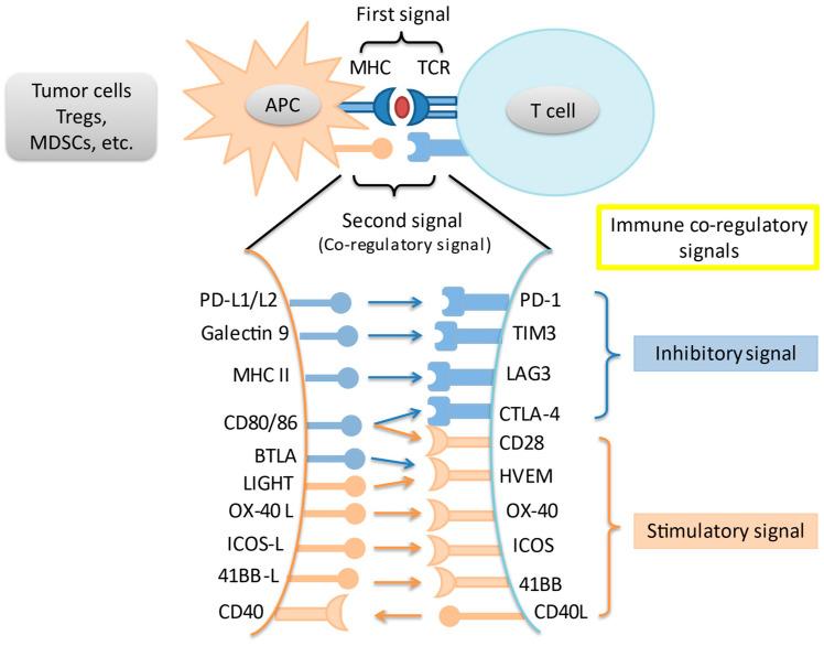 https://cdn.ncbi.nlm.nih.gov/pmc/blobs/4b60/8072916/dae09ec67d5a/cancers-13-01949-g001.jpg