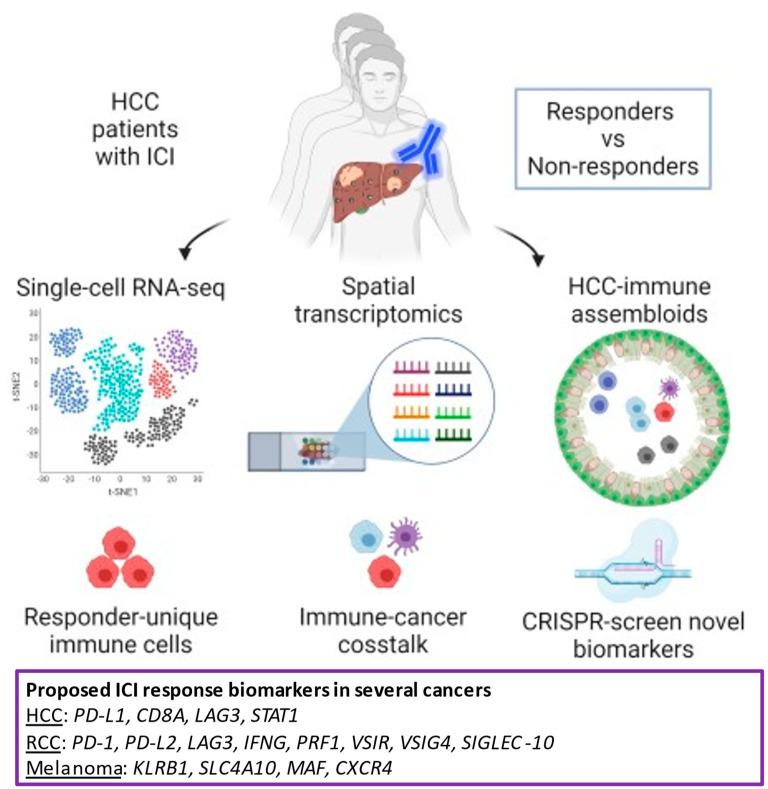https://cdn.ncbi.nlm.nih.gov/pmc/blobs/4b60/8072916/db33b2e5b1ec/cancers-13-01949-g007.jpg