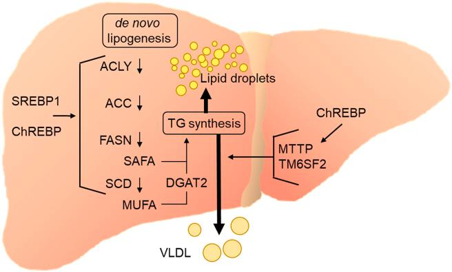 https://cdn.ncbi.nlm.nih.gov/pmc/blobs/4b60/8324684/b55f0929841a/gr4.jpg