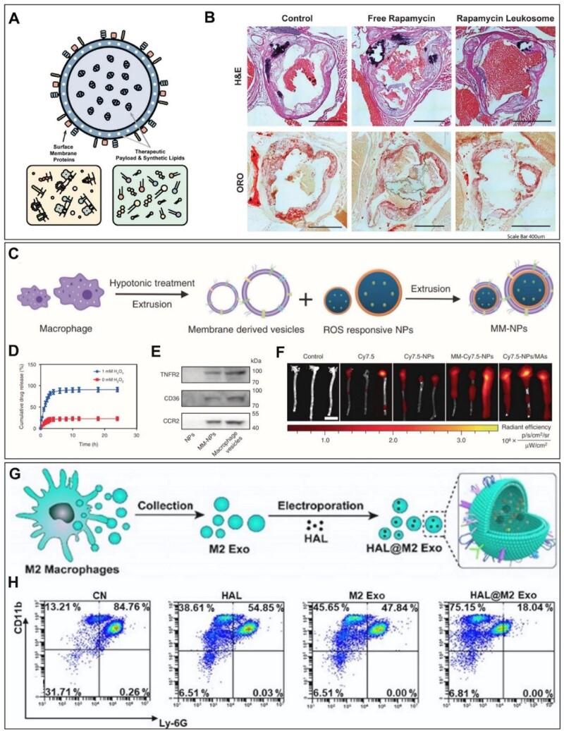 https://cdn.ncbi.nlm.nih.gov/pmc/blobs/4b62/9845526/9af190ecbe7e/rbac103f5.jpg