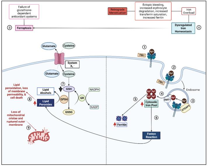 https://cdn.ncbi.nlm.nih.gov/pmc/blobs/4b65/9405905/ae1b4eb07cc1/biomolecules-12-01055-g001.jpg