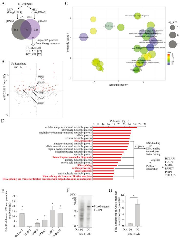 https://cdn.ncbi.nlm.nih.gov/pmc/blobs/4b65/9740452/4802c8c0d12b/ijms-23-15242-g002.jpg