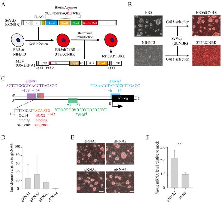 https://cdn.ncbi.nlm.nih.gov/pmc/blobs/4b65/9740452/9397fde629e8/ijms-23-15242-g001.jpg