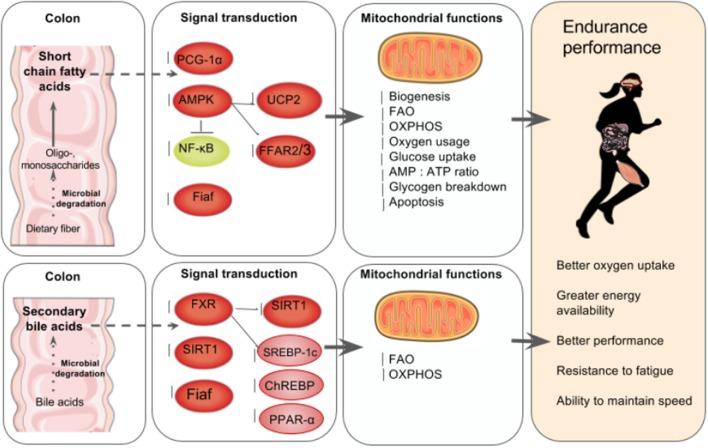 https://cdn.ncbi.nlm.nih.gov/pmc/blobs/4b67/5437217/e799cdd99343/fphys-08-00319-g0002.jpg
