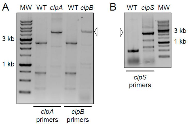 https://cdn.ncbi.nlm.nih.gov/pmc/blobs/4b69/7917692/730e68661b25/pathogens-10-00204-g001.jpg