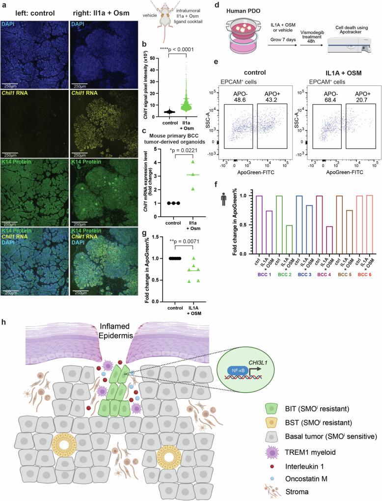 https://cdn.ncbi.nlm.nih.gov/pmc/blobs/4b6a/11408617/68ab496035f2/41467_2024_52394_Fig7_HTML.jpg