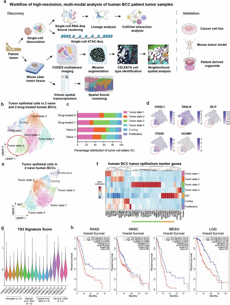 https://cdn.ncbi.nlm.nih.gov/pmc/blobs/4b6a/11408617/940857836b04/41467_2024_52394_Fig1_HTML.jpg