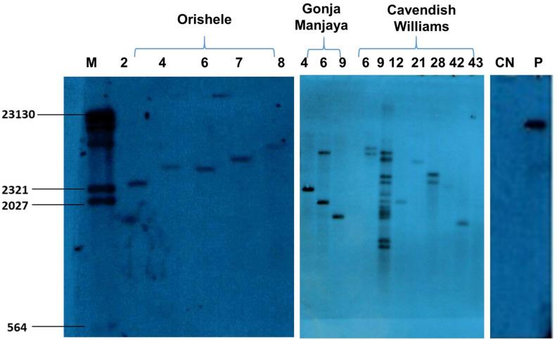 https://cdn.ncbi.nlm.nih.gov/pmc/blobs/4b6a/8063806/51b356a3801c/plants-10-00613-g005.jpg