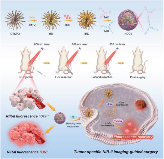 https://cdn.ncbi.nlm.nih.gov/pmc/blobs/4b6b/11984921/91e7b2dc32d1/ADVS-12-2413385-g003.jpg