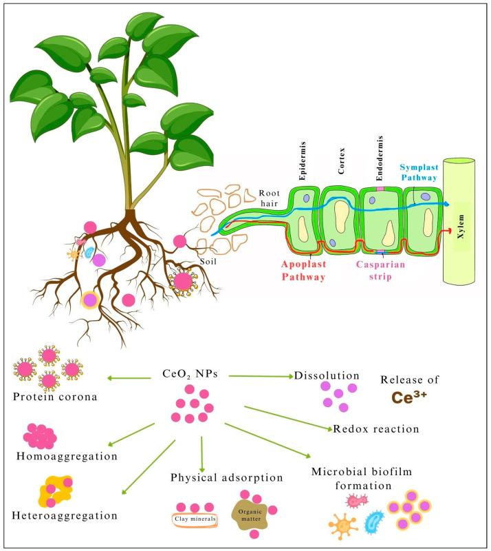 https://cdn.ncbi.nlm.nih.gov/pmc/blobs/4b70/12195988/2d4ee5d6f438/nanomaterials-15-00950-g003.jpg