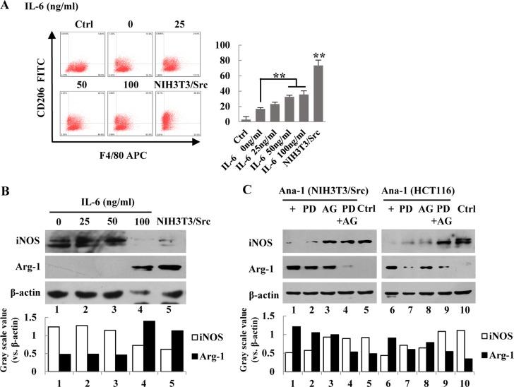 https://cdn.ncbi.nlm.nih.gov/pmc/blobs/4b71/5915127/1071990549c0/oncotarget-09-17443-g004.jpg