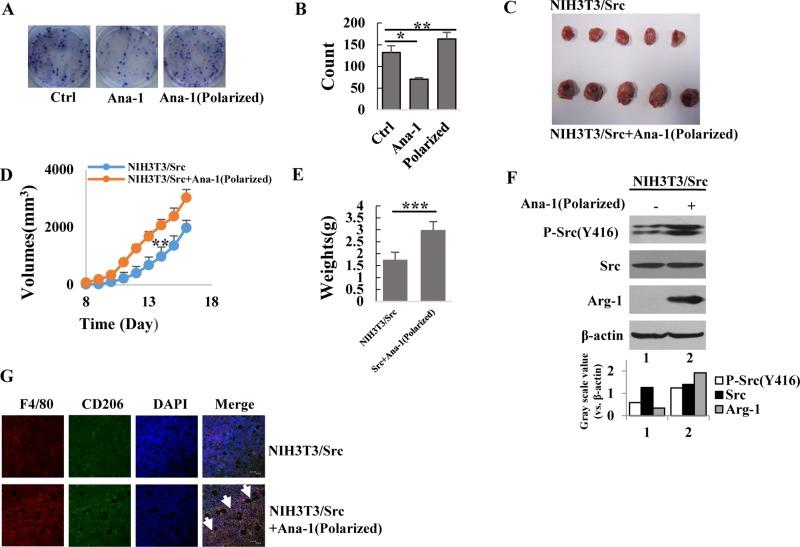 https://cdn.ncbi.nlm.nih.gov/pmc/blobs/4b71/5915127/1ebb8d0620f1/oncotarget-09-17443-g002.jpg