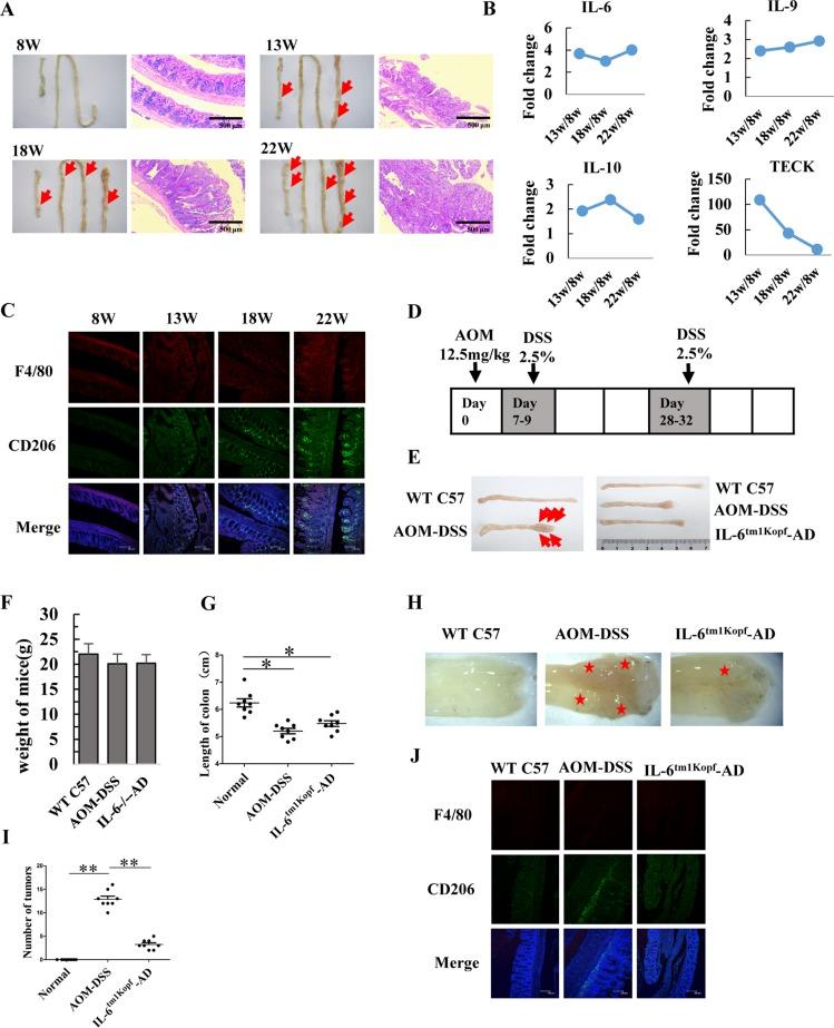 https://cdn.ncbi.nlm.nih.gov/pmc/blobs/4b71/5915127/63b9c96db72d/oncotarget-09-17443-g005.jpg