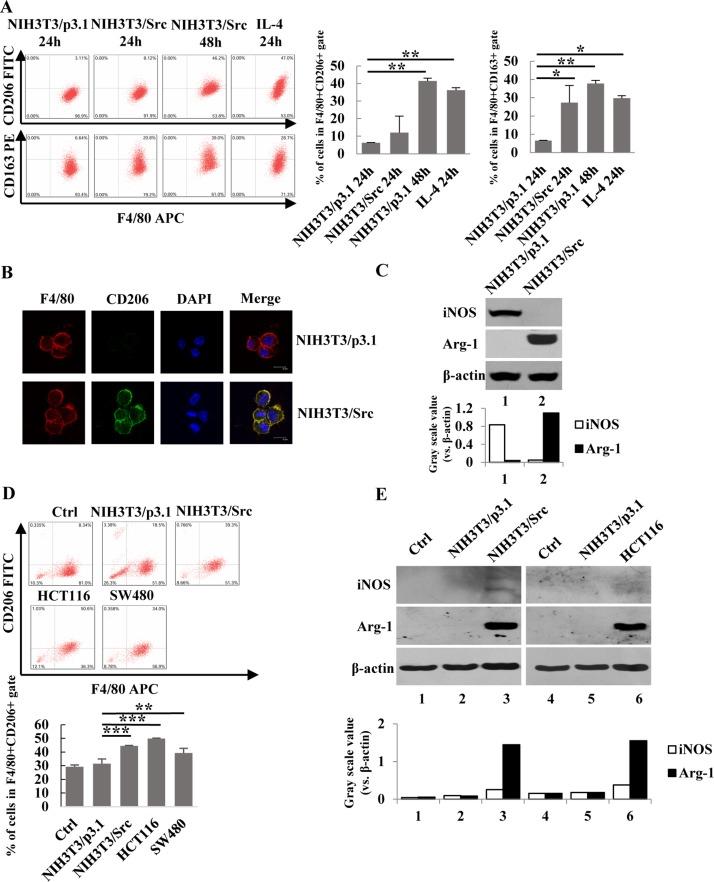 https://cdn.ncbi.nlm.nih.gov/pmc/blobs/4b71/5915127/9a17d2f1cc46/oncotarget-09-17443-g001.jpg