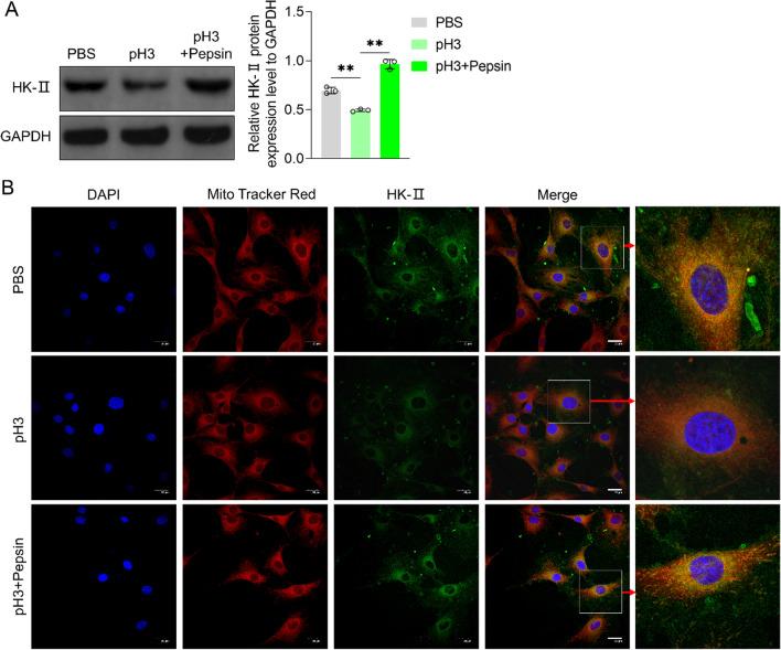 https://cdn.ncbi.nlm.nih.gov/pmc/blobs/4b74/9988773/63ea6314ab53/405_2022_7729_Fig7_HTML.jpg