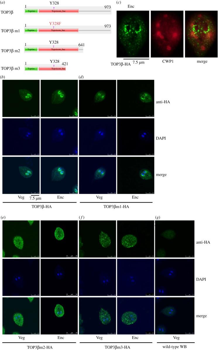 https://cdn.ncbi.nlm.nih.gov/pmc/blobs/4b78/7058931/d15ff683bd81/rsob-10-190228-g2.jpg