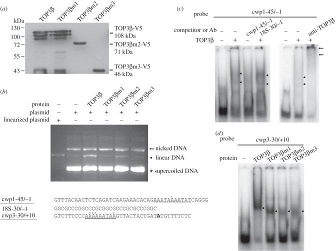 https://cdn.ncbi.nlm.nih.gov/pmc/blobs/4b78/7058931/eb7bd957c8a9/rsob-10-190228-g5.jpg