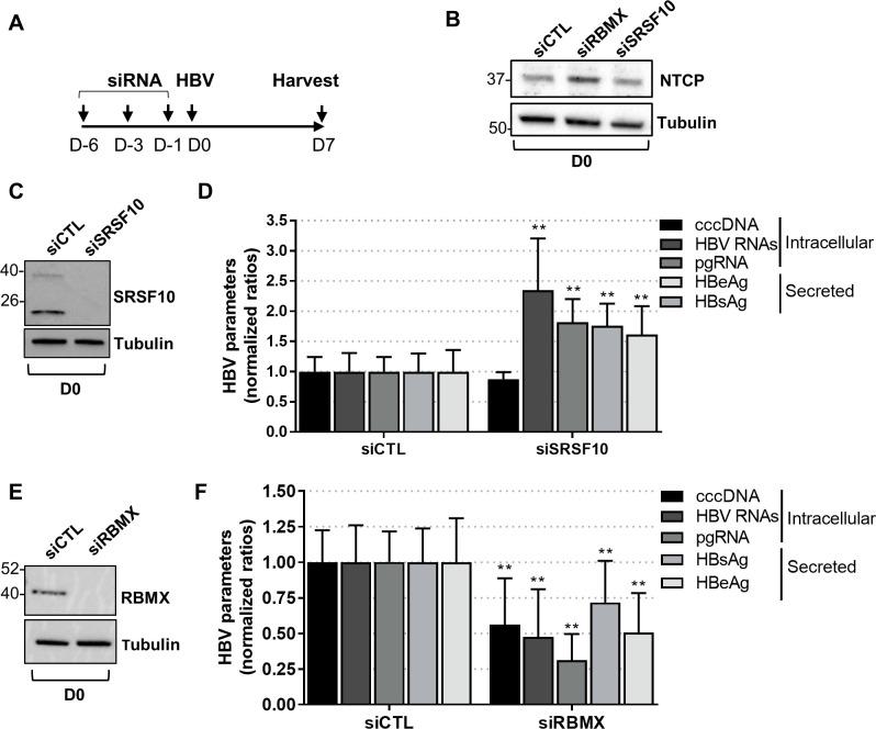 https://cdn.ncbi.nlm.nih.gov/pmc/blobs/4b78/7707522/aa8d21eb5c35/ppat.1008593.g004.jpg