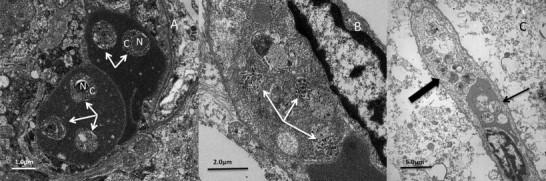 https://cdn.ncbi.nlm.nih.gov/pmc/blobs/4b7d/4475855/baae0abcaebe/ijppaw99-fig-0003.jpg