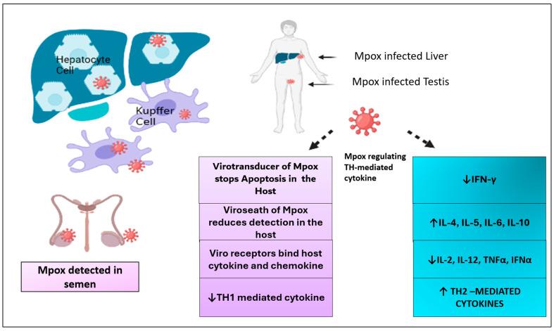 https://cdn.ncbi.nlm.nih.gov/pmc/blobs/4b7e/12197743/4ace5344de38/viruses-17-00753-g004.jpg