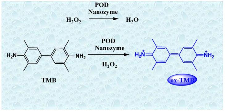 https://cdn.ncbi.nlm.nih.gov/pmc/blobs/4b7e/8301984/888610ccb751/biomolecules-11-01015-g002.jpg
