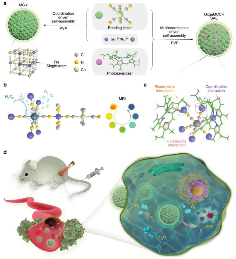 https://cdn.ncbi.nlm.nih.gov/pmc/blobs/4b7e/8301984/8a47c7eae224/biomolecules-11-01015-g007.jpg