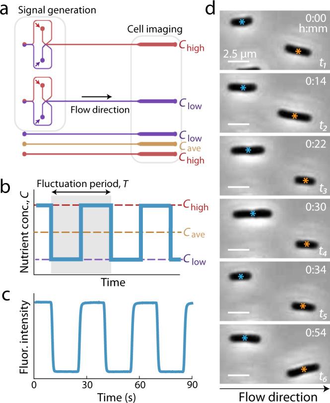 https://cdn.ncbi.nlm.nih.gov/pmc/blobs/4b7f/8209047/8746c4f36e0a/41467_2021_23439_Fig1_HTML.jpg
