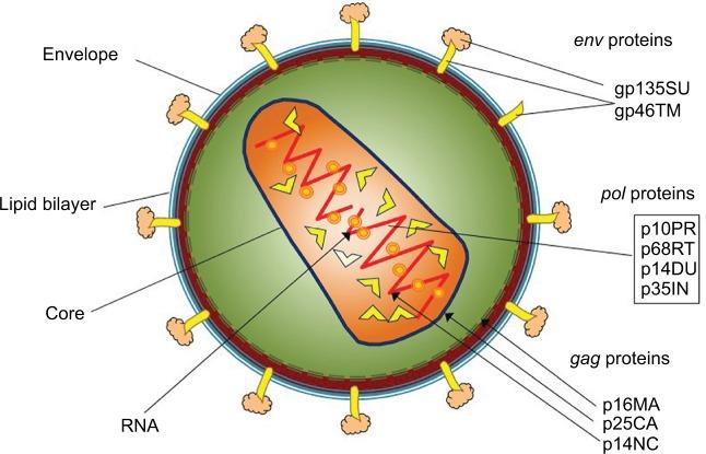 https://cdn.ncbi.nlm.nih.gov/pmc/blobs/4b86/6042483/ebfb18dc5345/vmrr-9-011Fig1.jpg