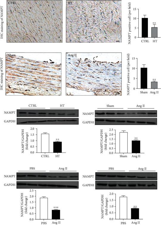 https://cdn.ncbi.nlm.nih.gov/pmc/blobs/4b89/7791967/afd6579ab190/OMCL2020-1974265.001.jpg