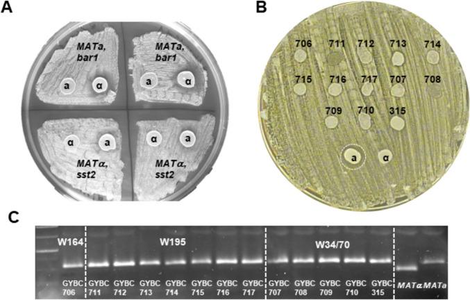 https://cdn.ncbi.nlm.nih.gov/pmc/blobs/4b8c/11754353/105078a09adb/253_2024_13397_Fig2_HTML.jpg
