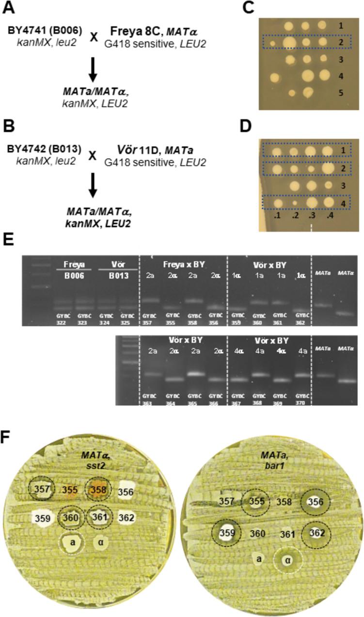 https://cdn.ncbi.nlm.nih.gov/pmc/blobs/4b8c/11754353/437c53244afa/253_2024_13397_Fig6_HTML.jpg