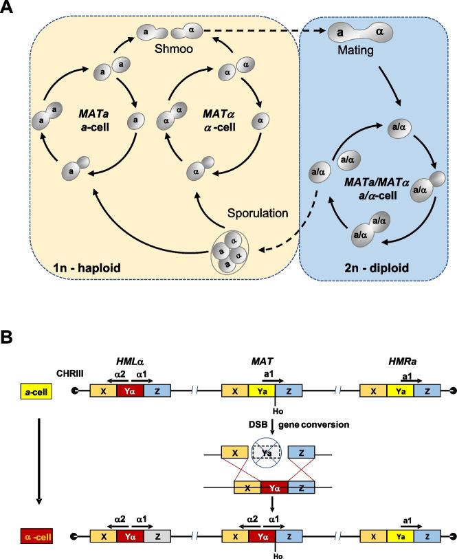 https://cdn.ncbi.nlm.nih.gov/pmc/blobs/4b8c/11754353/54b18a8fd3fd/253_2024_13397_Fig1_HTML.jpg
