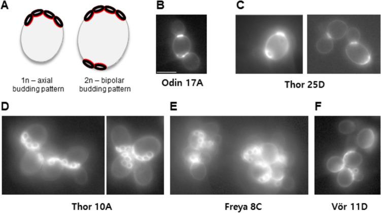 https://cdn.ncbi.nlm.nih.gov/pmc/blobs/4b8c/11754353/78747217ea9f/253_2024_13397_Fig5_HTML.jpg