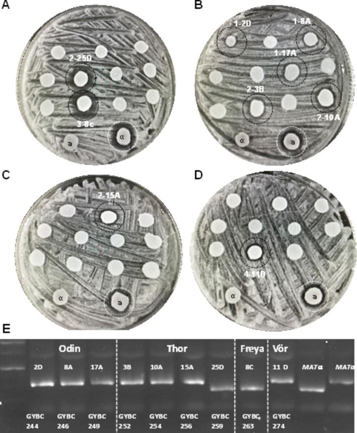 https://cdn.ncbi.nlm.nih.gov/pmc/blobs/4b8c/11754353/b7d6a9e0c290/253_2024_13397_Fig3_HTML.jpg