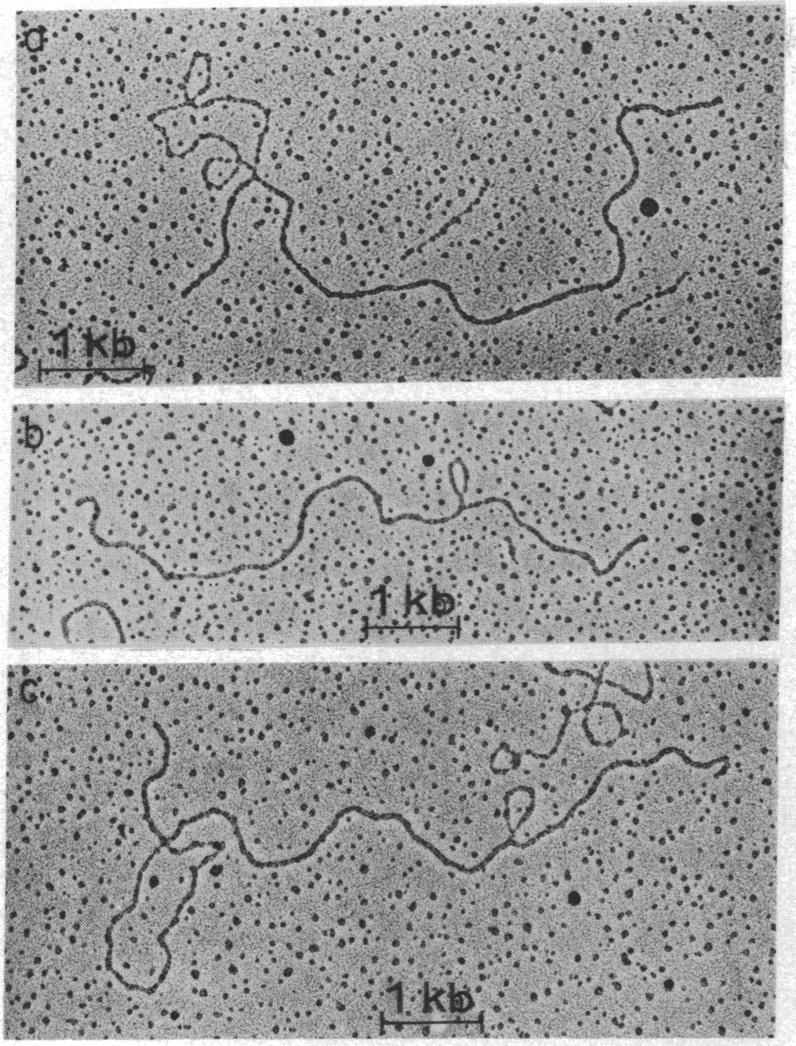https://cdn.ncbi.nlm.nih.gov/pmc/blobs/4b8c/433048/9bad73294275/pnas00052-0367-a.jpg