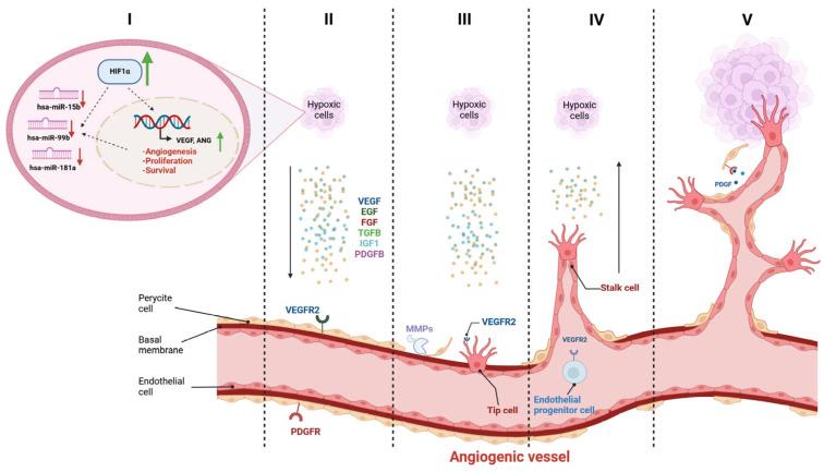https://cdn.ncbi.nlm.nih.gov/pmc/blobs/4b8d/11274182/6216a0765db8/biomedicines-12-01441-g008.jpg