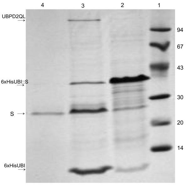 https://cdn.ncbi.nlm.nih.gov/pmc/blobs/4b8e/1156937/b1ae35b18f43/1475-2859-4-17-7.jpg