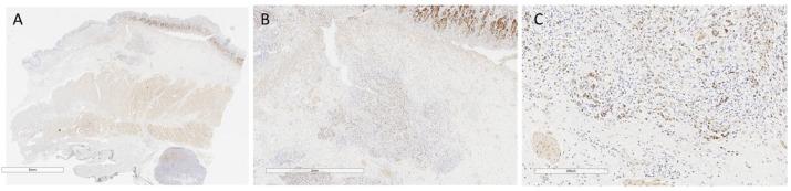 https://cdn.ncbi.nlm.nih.gov/pmc/blobs/4b8f/10532557/5d454f4ec702/jpm-13-01294-g001.jpg