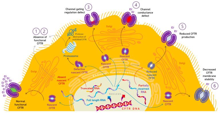 https://cdn.ncbi.nlm.nih.gov/pmc/blobs/4b8f/9862205/c2999e7f8635/pharmaceutics-15-00162-g002.jpg