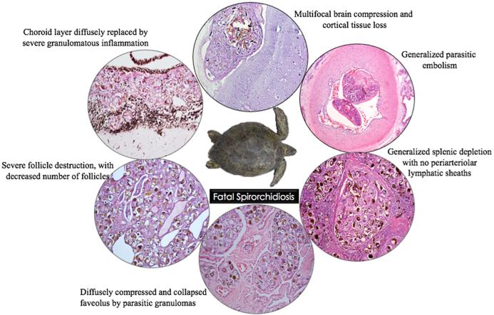 https://cdn.ncbi.nlm.nih.gov/pmc/blobs/4b90/9860056/eecd5c3cebb5/ga1.jpg