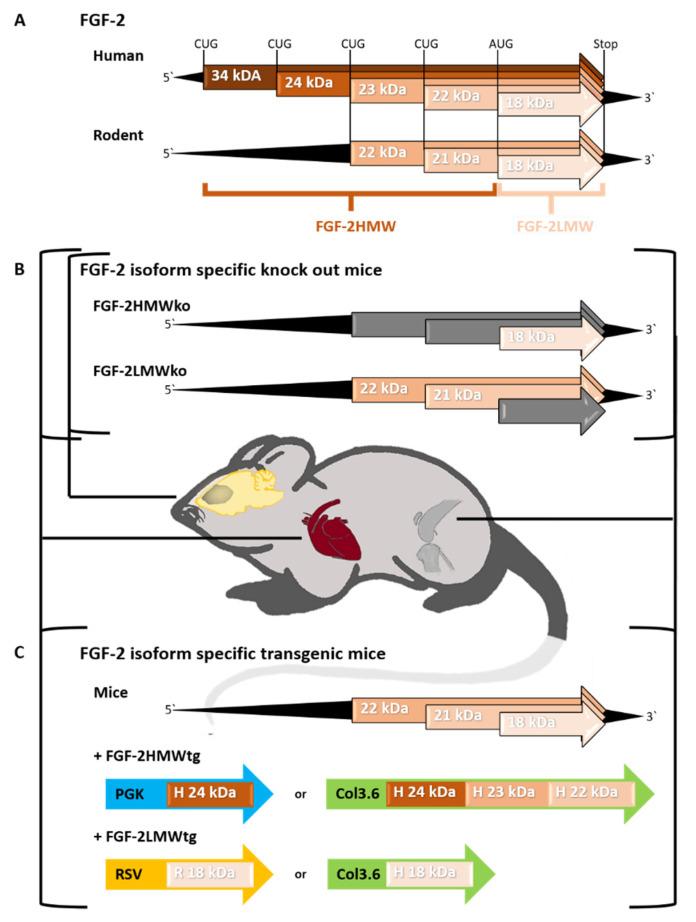 https://cdn.ncbi.nlm.nih.gov/pmc/blobs/4b96/7795026/b8bd29fe5861/ijms-22-00390-g001.jpg