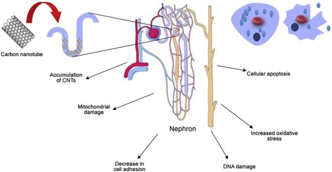 https://cdn.ncbi.nlm.nih.gov/pmc/blobs/4b97/10984352/064a87309ffd/fbioe-12-1351787-g011.jpg