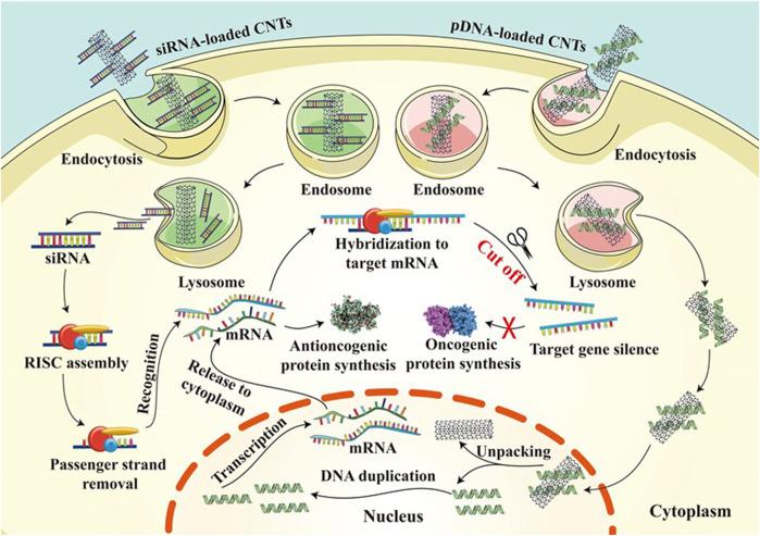 https://cdn.ncbi.nlm.nih.gov/pmc/blobs/4b97/10984352/bd87968c9fc8/fbioe-12-1351787-g006.jpg